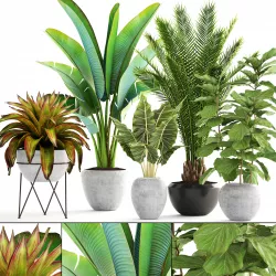 Collection of plants 3D model