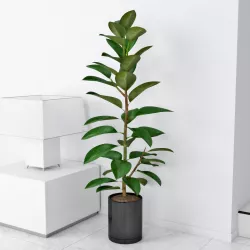 Ficus elastica 3D model