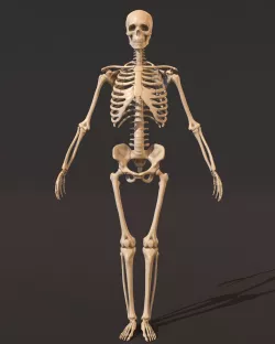 Human male skeleton 3D model