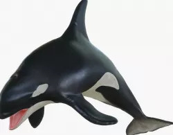 Killer Whale Rigged 3D model