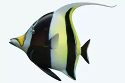 Manfish 3D model
