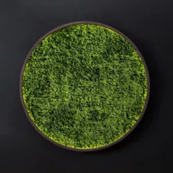 Mosswall disk 3D model