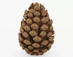 Pine Cone Low-poly  3D model