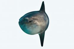 Sun Fish Swimbait Lure by sthone, Download free STL model