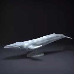 Blue Whale