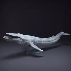 Blue Whale Open Mouth