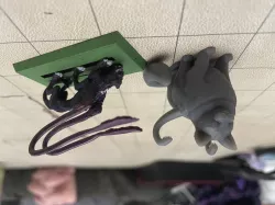 Chonky Phase Cat