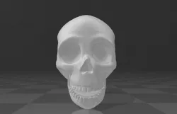 Cranium
