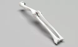 Left and Right Arm Bones
