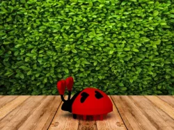 Love Bug