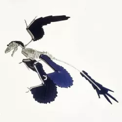 Microraptor sp. wooden puzzle like skeleton