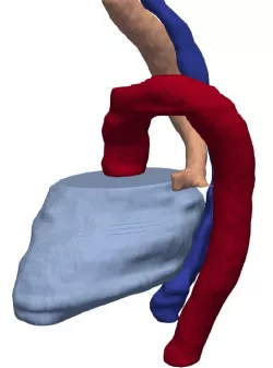 Models of thoracic organs (heart, trachea, aorta, esophagus)