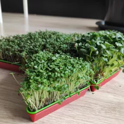 Modular triangular microgreens container / seed starter