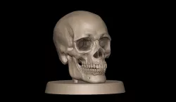 Realistic Human Skull