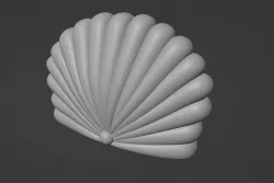 sea ​​shell