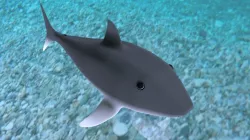Shark baby