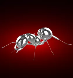 Ant
