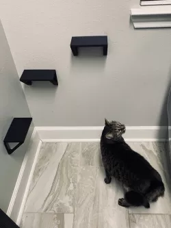 Floating Cat Stairs