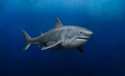 Great White Shark