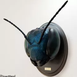 Insect Head Mount - Mason Bee