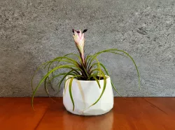 Low Poly Geometric Succulent Planter w/ Train