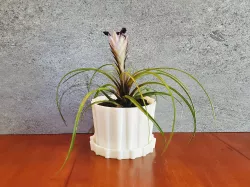 Ribbed Barrel Succulent Indoor Planter