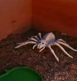 Skeleton Tarantula Spider