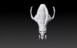 Alien Creature skull
