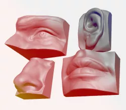 ANATOMY PACK - FACE PARTS