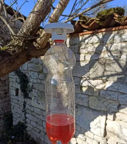 Hornet trap - Hornet trap - Trape à horlon