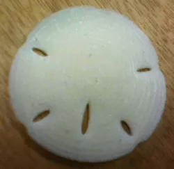 Sand Dollar