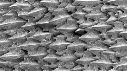 Shark Denticle Diamond Layout