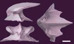 Shark Skin Denticles