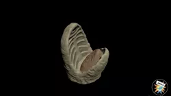 Star Wars Sarlaac Beak for 3.75" and 6" figures