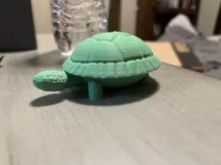 Tortoise