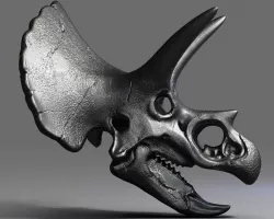 Triceratops Skull