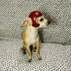 Dog Helmet ( Dog Helmet )