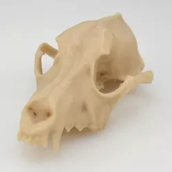 Dog Skull (Scanned)