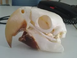 Macaw Skull