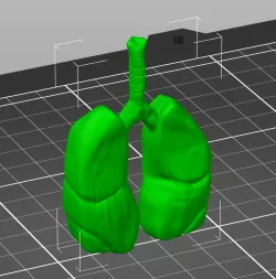 Realistic looking lungs