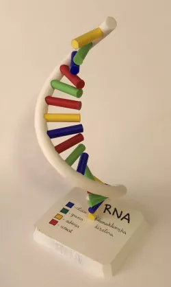 RNA model