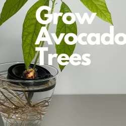 Avocado Boat Float