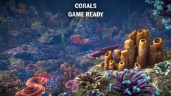 Beautiful coral set