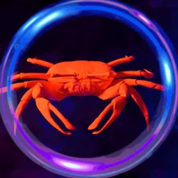 fiddler crabs female. fiddler crabs female