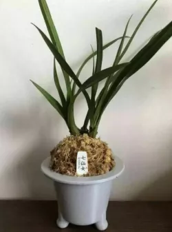 Furan Orchid Pot