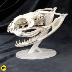 Gaboon Viper Snake Skull