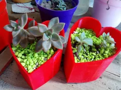 Heart Pot