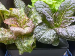 Hydroponic planter box.