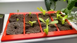 Hydroponic Seedling Tray for Seed Starter Plugs