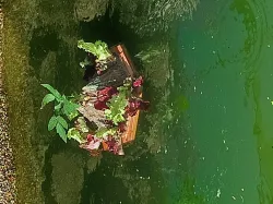 Hydroponics salad island for ponds